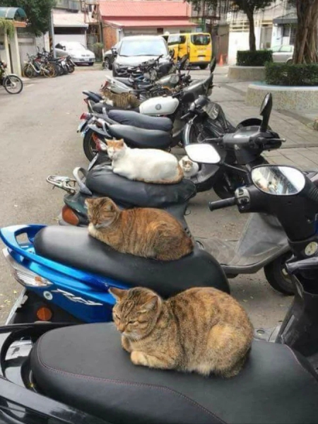 Минута отдыха Примеры разных случаев, когда кошки вели себя особенно загадочно Животные 