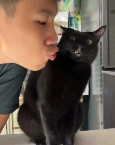 Минута отдыха Очаровательные животные, которые моментально поднимут настроение Животные 