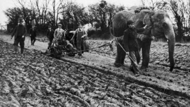 Минута отдыха Немного интересных фактов про неожиданные повороты жизненных реалий Интересное 