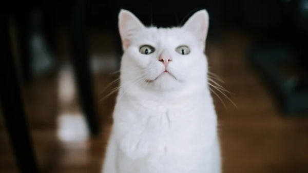 Минута отдыха Очаровательные котики с гипнотическим взглядом, которые покорят ваше сердце Животные 