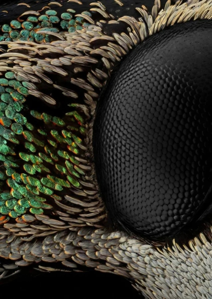 Минута отдыха Впечатляющая красота насекомых, которых мы можем больше не увидеть Животные Минута отдыха Впечатляющая красота насекомых, которых мы можем больше не увидеть Животные