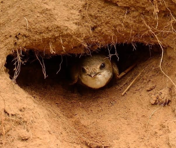 Минута отдыха Береговушка: эта птица рвёт шаблоны о поведении пернатых Интересное 