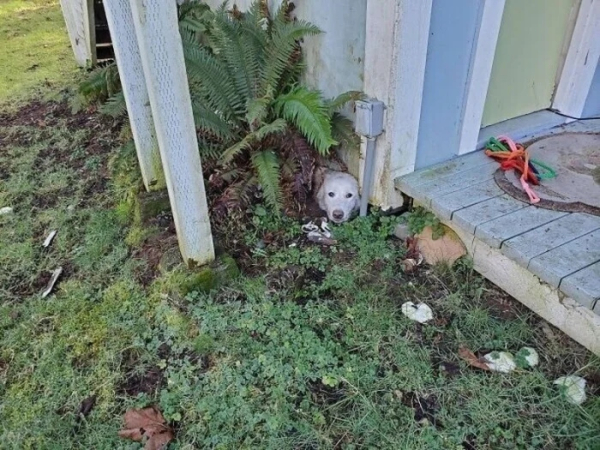 Минута отдыха Примеры забавных случаев, когда любопытство подвело животных Животные Минута отдыха Примеры забавных случаев, когда любопытство подвело животных Животные