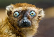 Минута отдыха Животные пугаются и удивляются, а иногда делают это так мило Животные 