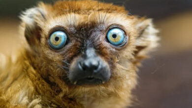 Минута отдыха Животные пугаются и удивляются, а иногда делают это так мило Животные Минута отдыха Животные пугаются и удивляются, а иногда делают это так мило Животные