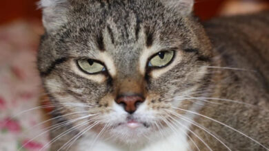 Минута отдыха Очаровательные котики с гипнотическим взглядом, которые покорят ваше сердце Животные 