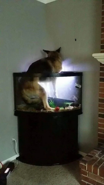 Минута отдыха Примеры забавных случаев, когда любопытство подвело животных Животные Минута отдыха Примеры забавных случаев, когда любопытство подвело животных Животные