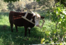 Минута отдыха Примеры забавных случаев, когда любопытство подвело животных Животные 