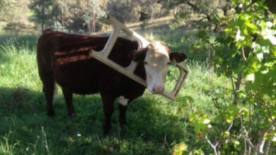 Минута отдыха Примеры забавных случаев, когда любопытство подвело животных Животные 