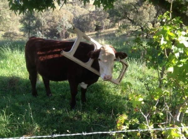 Минута отдыха Примеры забавных случаев, когда любопытство подвело животных Животные Минута отдыха Примеры забавных случаев, когда любопытство подвело животных Животные