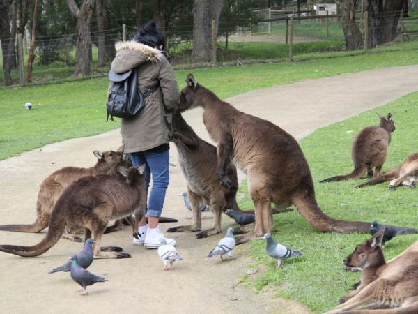 Минута отдыха Правда ли, что в Австралии разводят и едят кенгуру, как коров или овец? Интересное Минута отдыха Правда ли, что в Австралии разводят и едят кенгуру, как коров или овец? Интересное