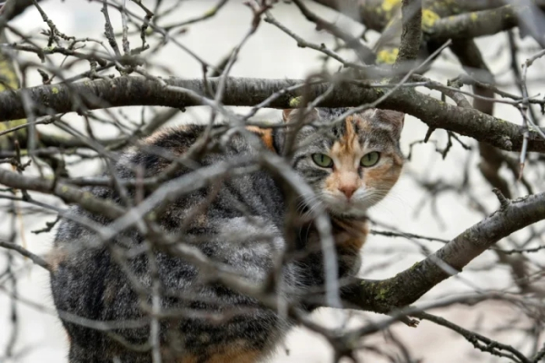 Минута отдыха Очаровательные котики с гипнотическим взглядом, которые покорят ваше сердце Животные 