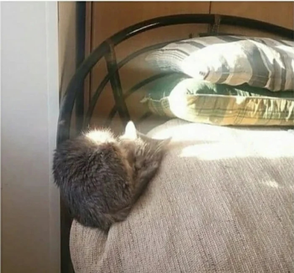 Минута отдыха Примеры разных случаев, когда кошки вели себя особенно загадочно Животные 