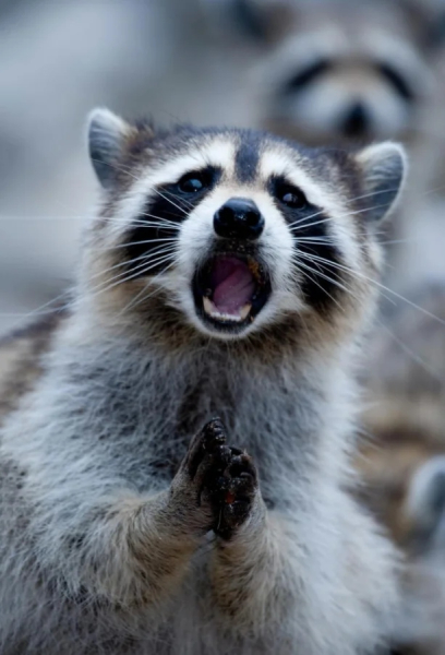 Минута отдыха Животные пугаются и удивляются, а иногда делают это так мило Животные Минута отдыха Животные пугаются и удивляются, а иногда делают это так мило Животные