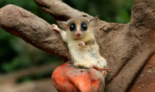 Минута отдыха Животные пугаются и удивляются, а иногда делают это так мило Животные Минута отдыха Животные пугаются и удивляются, а иногда делают это так мило Животные