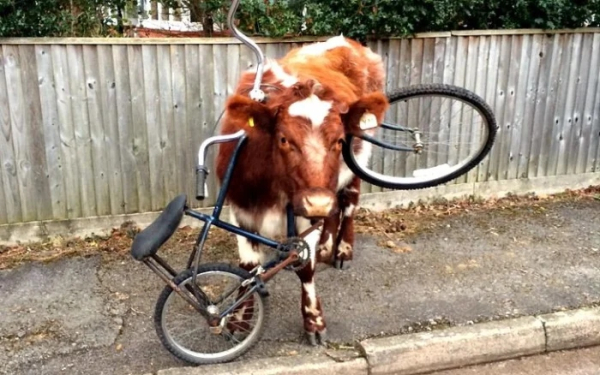 Минута отдыха Примеры забавных случаев, когда любопытство подвело животных Животные Минута отдыха Примеры забавных случаев, когда любопытство подвело животных Животные