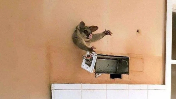 Минута отдыха Примеры забавных случаев, когда любопытство подвело животных Животные Минута отдыха Примеры забавных случаев, когда любопытство подвело животных Животные