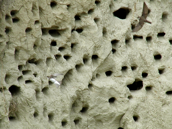 Минута отдыха Береговушка: эта птица рвёт шаблоны о поведении пернатых Интересное 