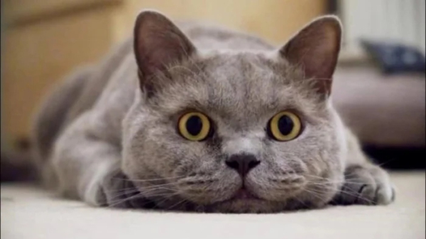 Минута отдыха Очаровательные котики с гипнотическим взглядом, которые покорят ваше сердце Животные 