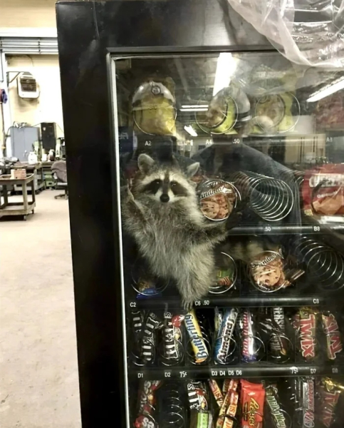 Минута отдыха Примеры забавных случаев, когда любопытство подвело животных Животные Минута отдыха Примеры забавных случаев, когда любопытство подвело животных Животные