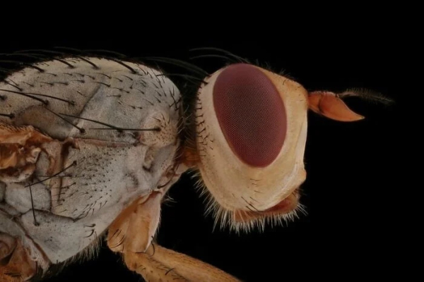 Минута отдыха Впечатляющая красота насекомых, которых мы можем больше не увидеть Животные Минута отдыха Впечатляющая красота насекомых, которых мы можем больше не увидеть Животные