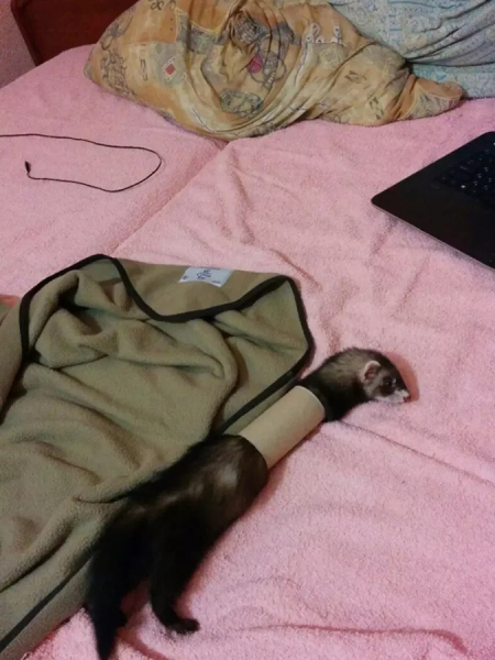 Минута отдыха Примеры забавных случаев, когда любопытство подвело животных Животные Минута отдыха Примеры забавных случаев, когда любопытство подвело животных Животные