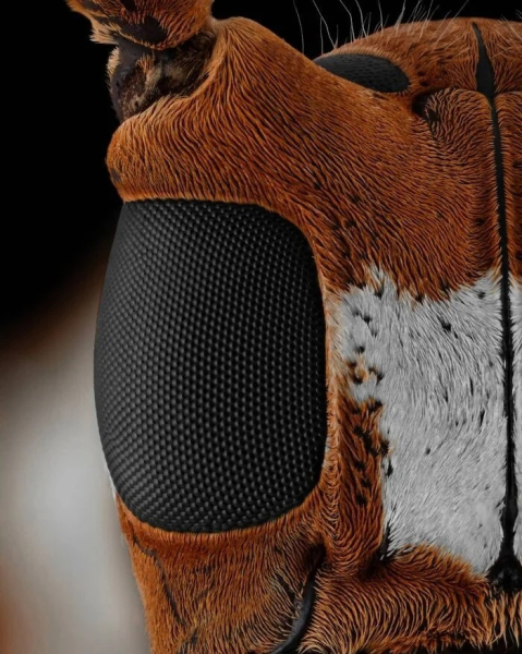 Минута отдыха Впечатляющая красота насекомых, которых мы можем больше не увидеть Животные Минута отдыха Впечатляющая красота насекомых, которых мы можем больше не увидеть Животные