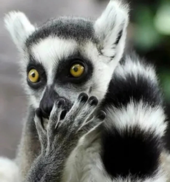 Минута отдыха Животные пугаются и удивляются, а иногда делают это так мило Животные Минута отдыха Животные пугаются и удивляются, а иногда делают это так мило Животные