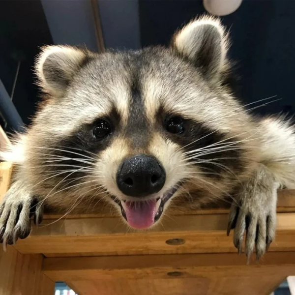 Минута отдыха Очаровательные маски животных с загадочной внешностью Животные 