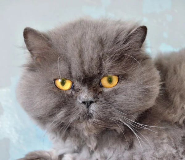 Минута отдыха Очаровательные котики с гипнотическим взглядом, которые покорят ваше сердце Животные 