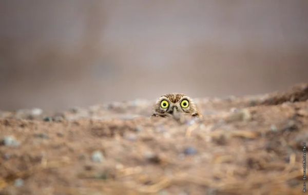 Минута отдыха Животные пугаются и удивляются, а иногда делают это так мило Животные Минута отдыха Животные пугаются и удивляются, а иногда делают это так мило Животные