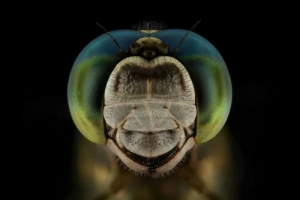 Минута отдыха Впечатляющая красота насекомых, которых мы можем больше не увидеть Животные Минута отдыха Впечатляющая красота насекомых, которых мы можем больше не увидеть Животные