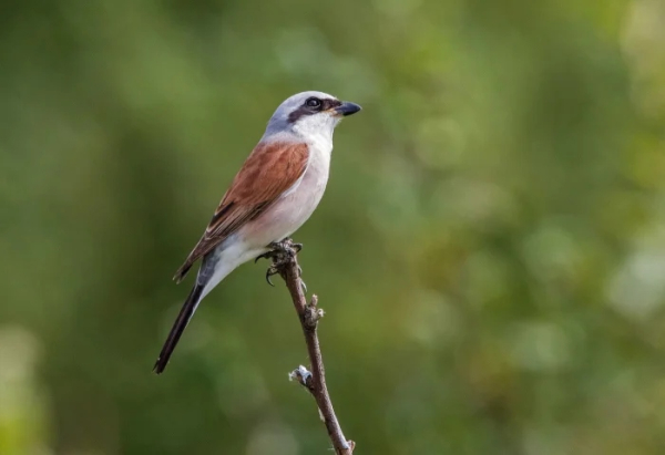 Минута отдыха Очаровательные маски животных с загадочной внешностью Животные 