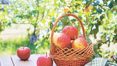 Минута отдыха Секреты долгого хранения Сад огород 