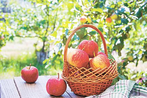 Минута отдыха Секреты долгого хранения Сад огород 