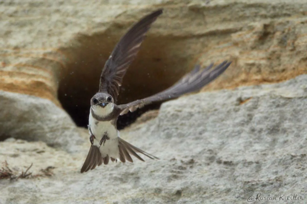 Минута отдыха Береговушка: эта птица рвёт шаблоны о поведении пернатых Интересное 