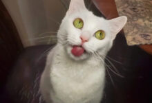 Минута отдыха Примеры разных случаев, когда кошки вели себя особенно загадочно Животные 