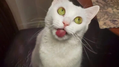 Минута отдыха Примеры разных случаев, когда кошки вели себя особенно загадочно Животные Минута отдыха Примеры разных случаев, когда кошки вели себя особенно загадочно Животные