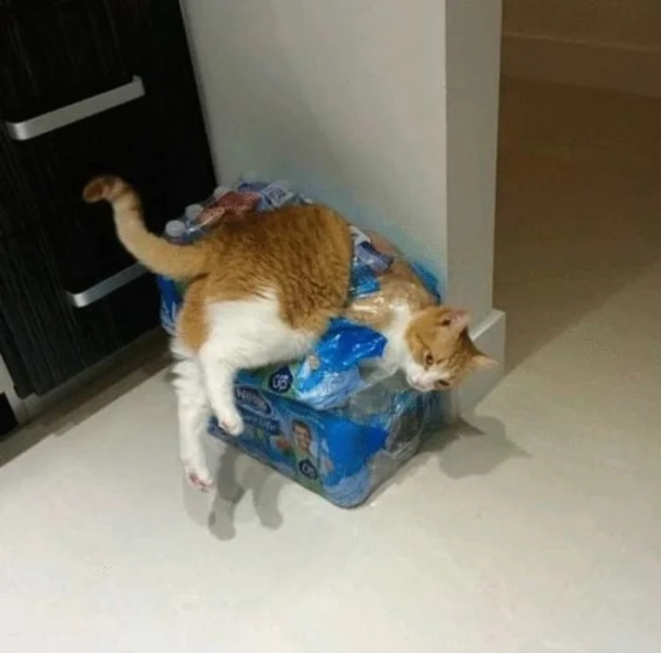 Минута отдыха Примеры забавных случаев, когда любопытство подвело животных Животные Минута отдыха Примеры забавных случаев, когда любопытство подвело животных Животные