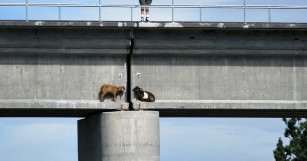 Минута отдыха Примеры забавных случаев, когда любопытство подвело животных Животные Минута отдыха Примеры забавных случаев, когда любопытство подвело животных Животные