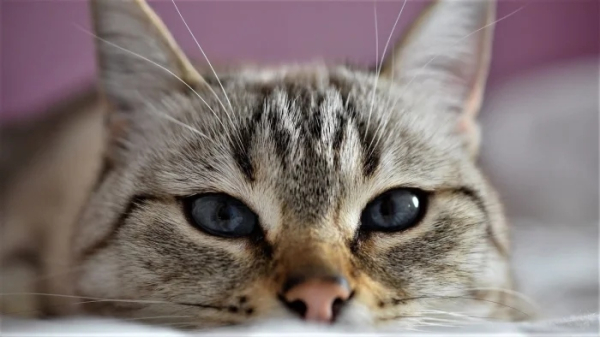 Минута отдыха Очаровательные котики с гипнотическим взглядом, которые покорят ваше сердце Животные 