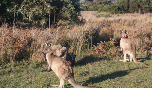 Минута отдыха Правда ли, что в Австралии разводят и едят кенгуру, как коров или овец? Интересное Минута отдыха Правда ли, что в Австралии разводят и едят кенгуру, как коров или овец? Интересное