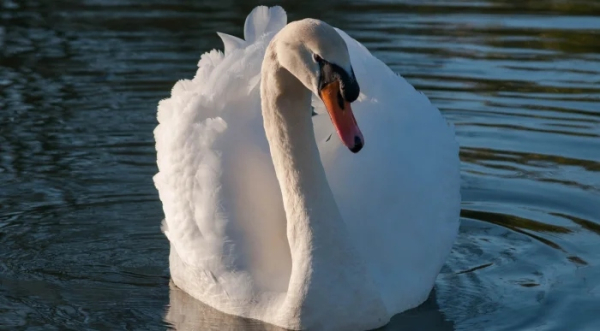 Минута отдыха Очаровательные маски животных с загадочной внешностью Животные 
