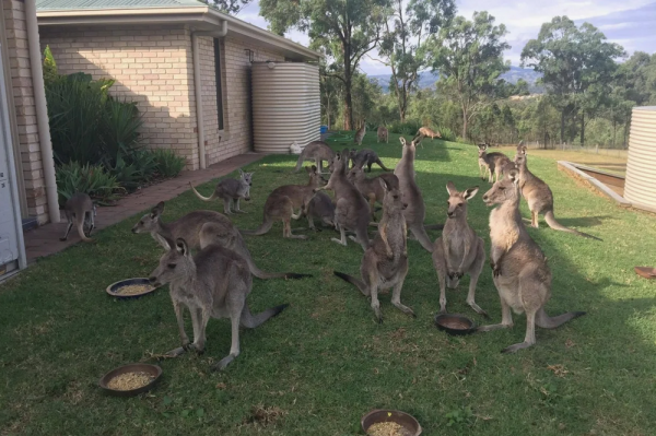 Минута отдыха Правда ли, что в Австралии разводят и едят кенгуру, как коров или овец? Интересное Минута отдыха Правда ли, что в Австралии разводят и едят кенгуру, как коров или овец? Интересное