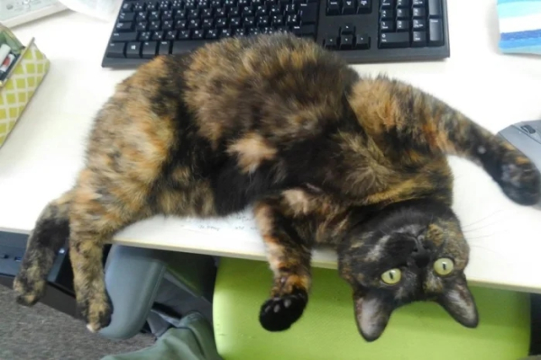 Минута отдыха Примеры разных случаев, когда кошки вели себя особенно загадочно Животные 