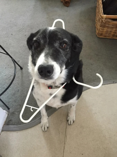 Минута отдыха Примеры забавных случаев, когда любопытство подвело животных Животные Минута отдыха Примеры забавных случаев, когда любопытство подвело животных Животные