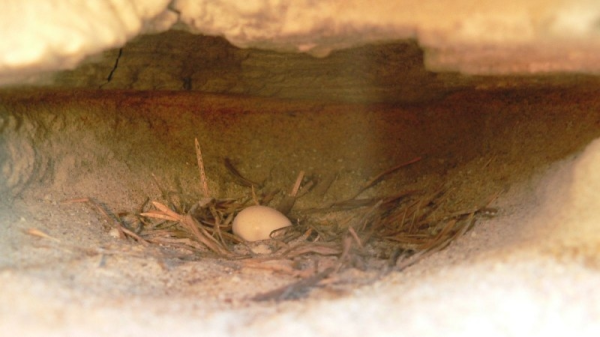 Минута отдыха Береговушка: эта птица рвёт шаблоны о поведении пернатых Интересное 