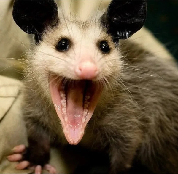 Минута отдыха Животные пугаются и удивляются, а иногда делают это так мило Животные Минута отдыха Животные пугаются и удивляются, а иногда делают это так мило Животные