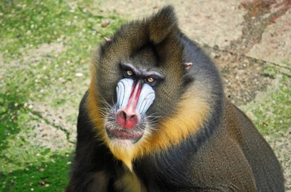 Минута отдыха Очаровательные маски животных с загадочной внешностью Животные 