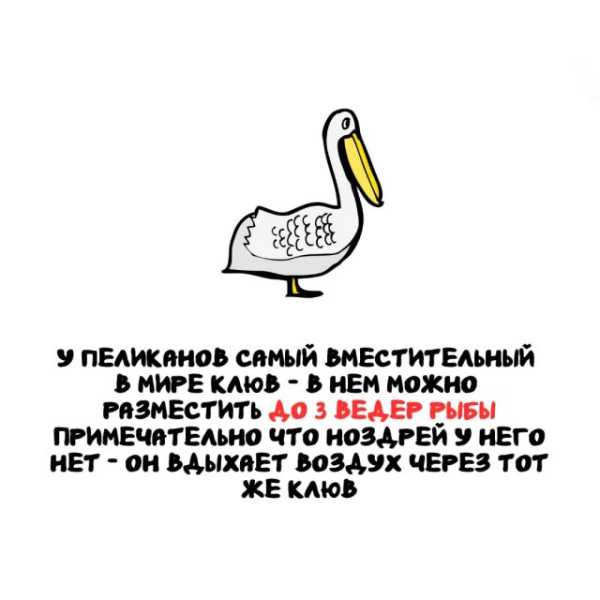 Минута отдыха Интересные короткие факты на все случаи жизни Интересное Минута отдыха Интересные короткие факты на все случаи жизни Интересное